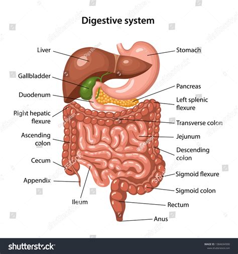 Duodenum Anatomy