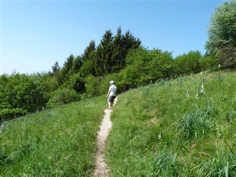 Sentiero Dell Acquedotto E Delle Prese Del Monte Cesen Pianezze