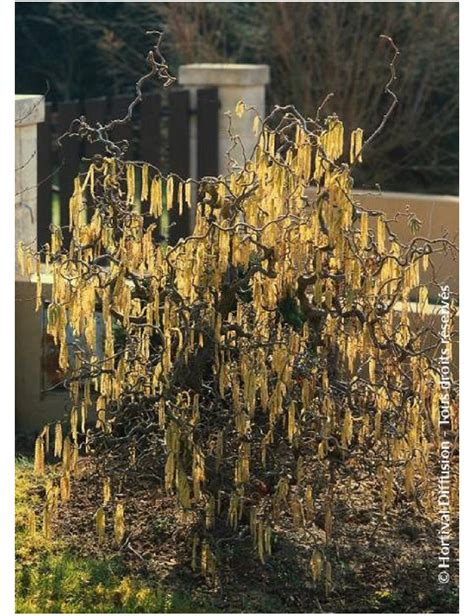 Corylus Avellana Contorta Noisetier Tortueux