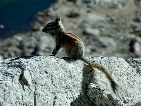 Sierra Nevada Wildlife : Photo Albums : SummitPost