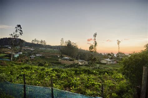 Uva Haputale Valley Tea Factory Keppetipola Boralanda Haputale Rd