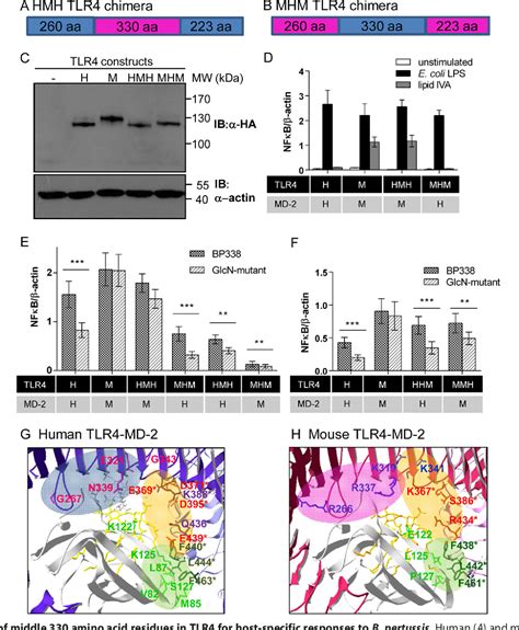 Figure From Bordetella Pertussis Lipid A Recognition By Toll Like