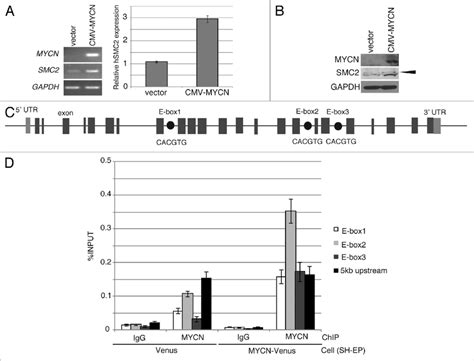 Overexpression Of MYCN Induces SMC2 Expression In Human Neuroblastoma