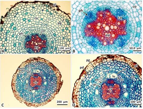 Cross Section Of A Root Structure