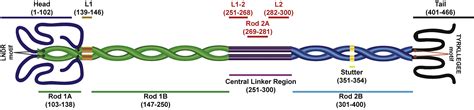 Completion Of The Vimentin Rod Domain Structure Using Experimental