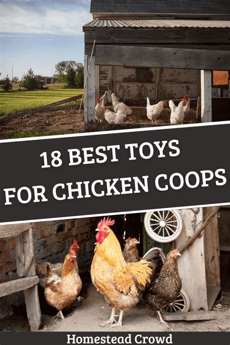 Dive Into Our Guide For The Best Toys For Chicken Coops Featuring 18