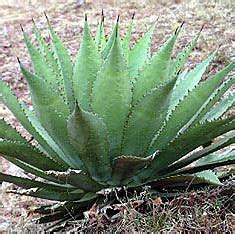 Lechuguilla Agave Inaequidens