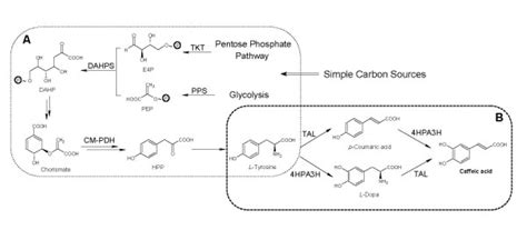 Proposed Caffeic Acid Biosynthetic Pathway A Native Tyrosine