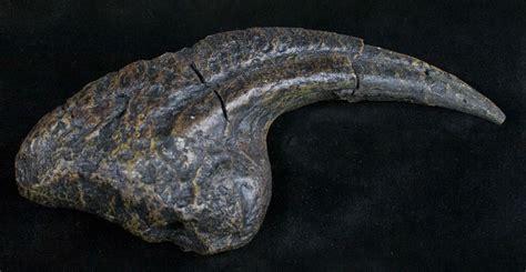 7 Allosaurus Hand Claw Replica Dark Color For Sale