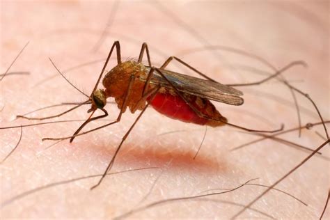 "Eco-friendly" neurotoxin may find use in malaria-mosquito-specific insecticide