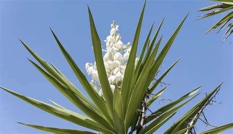 Cuatro Recetas únicas De Cómo Saborear El Izote La Flor Nacional De El