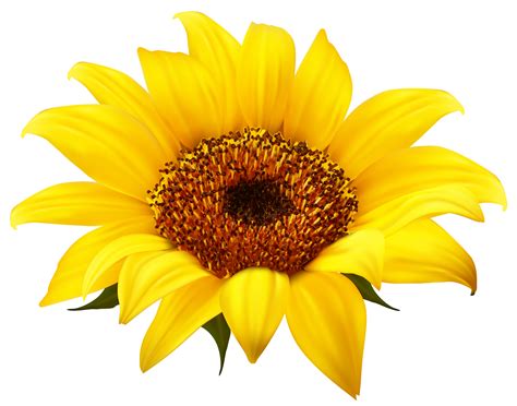 Sunflower Png Image Purepng Free Transparent Cc0 Png Image Library