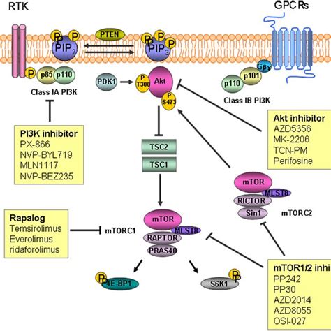 The Pi3kakt Pathway Main Transduction Signals Of The Pi3k Pathway Download Scientific