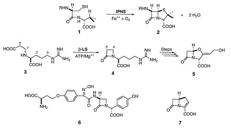 Lactam Synthetase A New Biosynthetic Enzyme Pnas