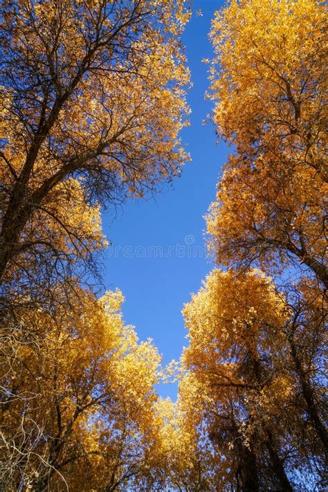 Golden Populus With Blue Sky In Autumn Stock Photo Image Of Tourist