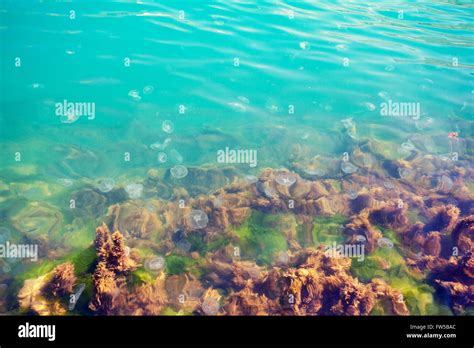 Jellyfish In Black Sea Water Stock Photo Alamy