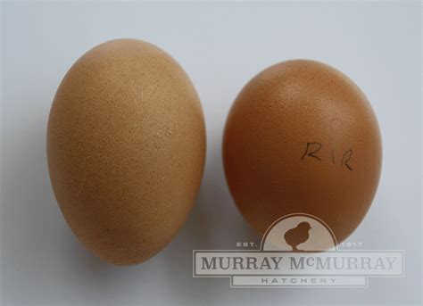 Murray Mcmurray Hatchery Rhode Island Red