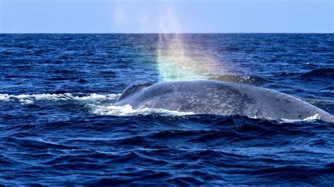 Why Are Blue Whales Endangered Danger Choices