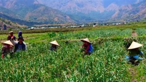 Langkah Langkah Untuk Daftar Program Petani Milenial Gaji Rp Juta