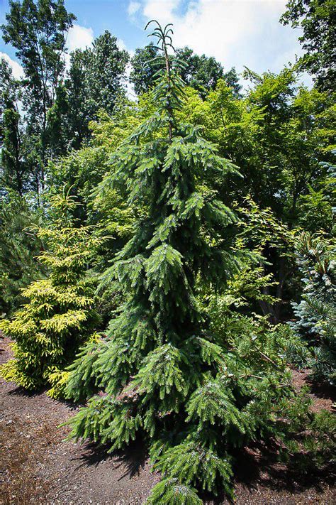 Picea Omorika Pendula Is More Commonly Referred To As Weeping Serbian