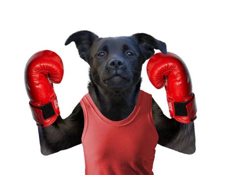 Bulldog Boxing Stock Photos, Pictures & Royalty-Free Images - iStock