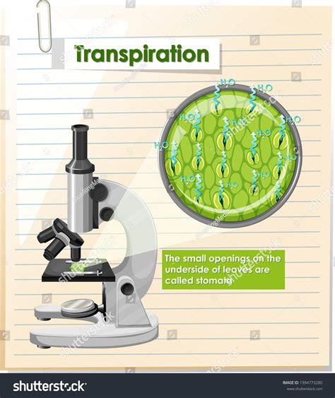 Diagram Showing Transpiration Plant Illustration Stock Vector (Royalty Free) 1994773280 ...