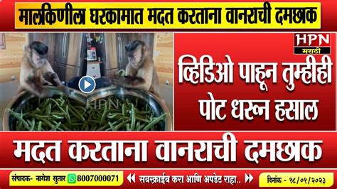 मालकिणीला घरकामात मदत करताना वानराची दमछाक । Viral Video । Hpn Marathi News Youtube