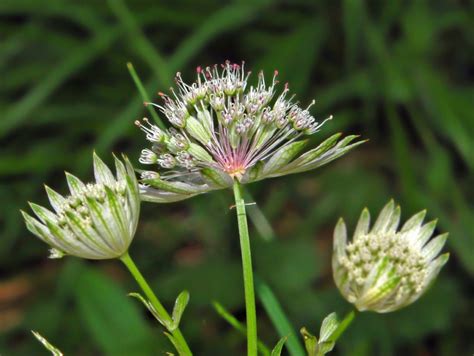 Fileapiaceae Astrantia Major