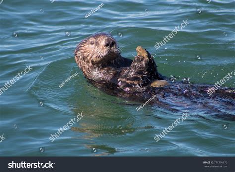 4,049 Otter on rock Images, Stock Photos & Vectors | Shutterstock