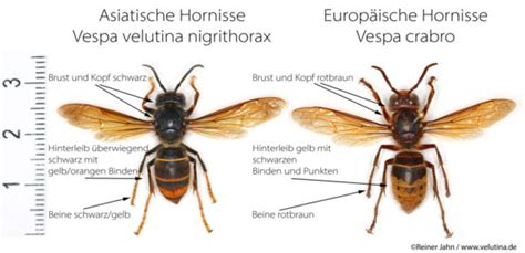 Gemeindeverwaltung Münster in Hessen Asiatische Hornisse breitet sich