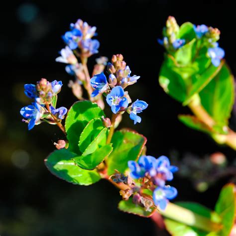 Bachbunge Im Ca 9 Cm Topf Gartenhelden Online