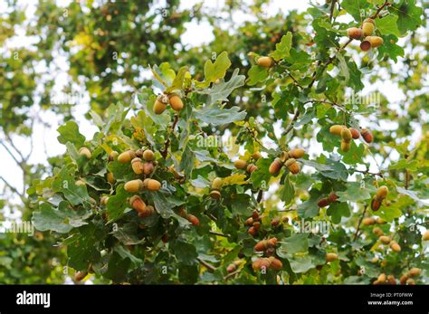 Eiche Frucht Fotos Und Bildmaterial In Hoher Aufl Sung Alamy