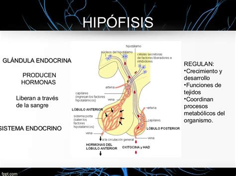 Hipofisis