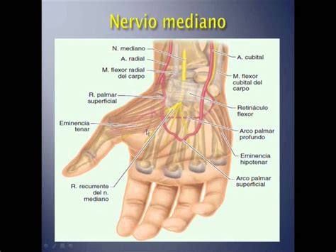 Anatomia De La Mano Seccion Universidad Veracruzana Anatomia