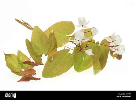 Medicinal Plant And Aphrodisiac Horny Goat Weed Epimedium Grandiflorum
