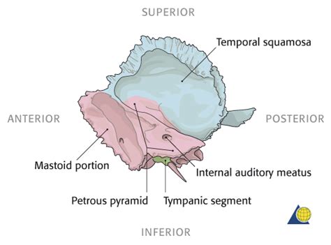 The Petrous Portion Houses The Iam Which Is An Opening In The