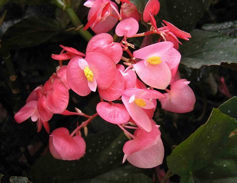 Begonia Coccinea Angel Wing Begonia Tropical Stunning Etsy Canada