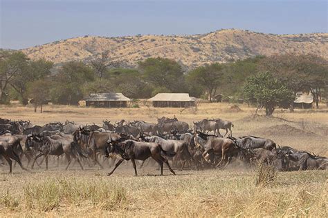 Best Serengeti Safari Tours Our Top Picks Go Africa