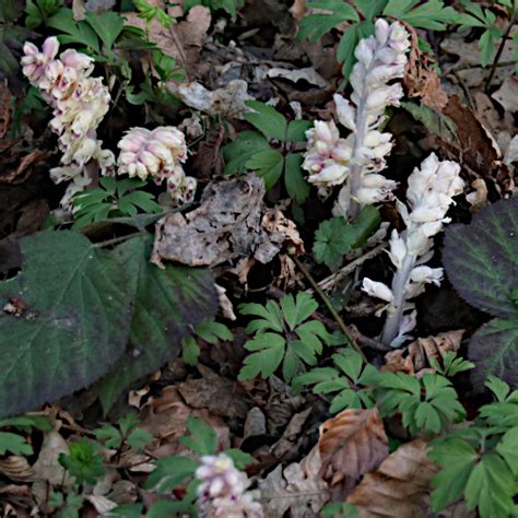 Schuppenwurz Lathraea Squamaria Habitus Aus Dem Online Herbarium