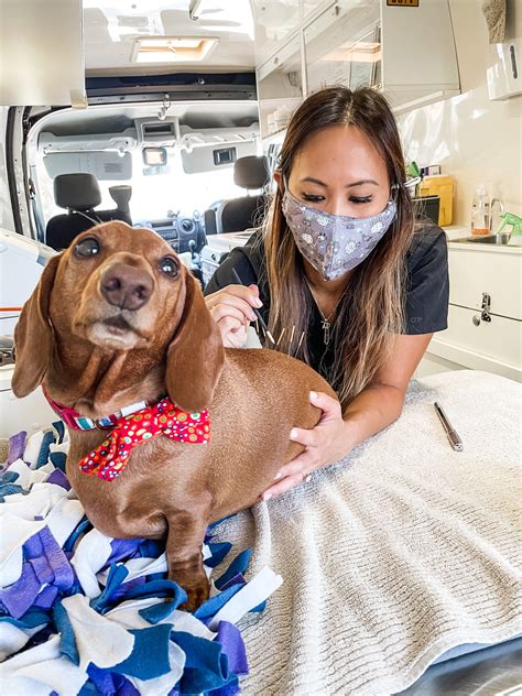 Holistic versus Traditional Veterinary Medicine - Pet Journo