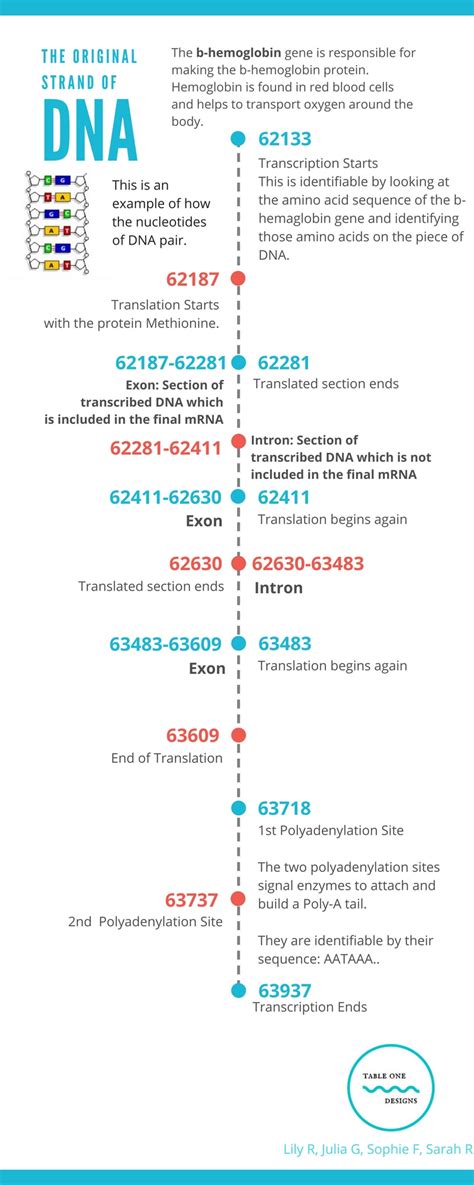 DNA Transcription Infographic - SARAH REDMOND