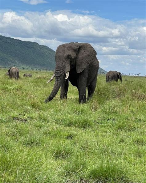 Safari De D As Por El Masai Mara Y El Lago Nakuru Getyourguide