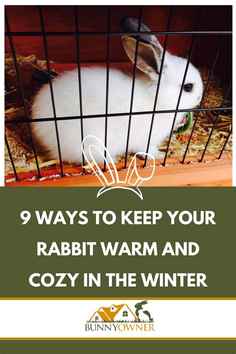 9 Ways To Keep Your Rabbit Warm And Cozy In The Winter Rabbit