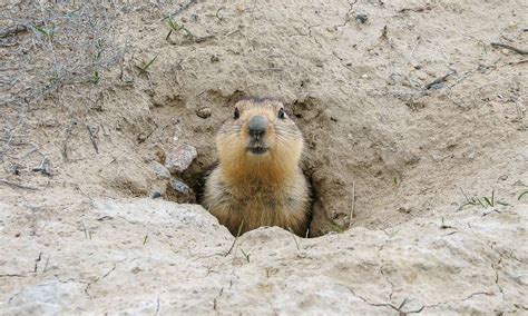 D A De La Marmota Qu Es Y Por Qu Se Celebra