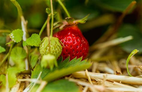 Erdbeeren zum selber pflücken Häusermann Weinbau