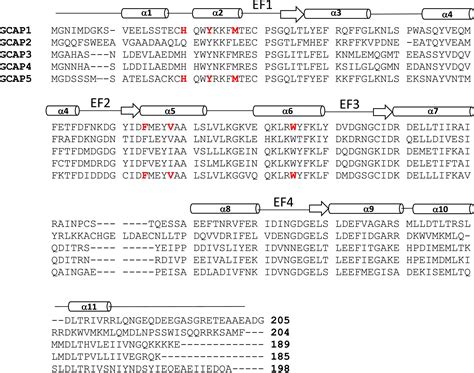 Frontiers Structural Basis Of Retinal Membrane Guanylate Cyclase