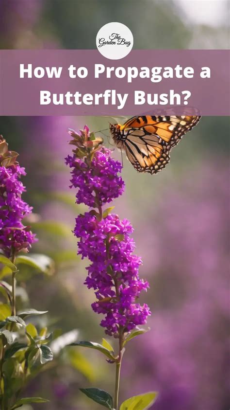 How To Propagate A Butterfly Bush Flower Garden Pictures