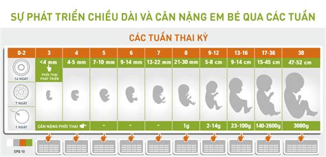 Thai nhi tuần thứ 31 và một số lời khuyên dành cho mẹ bầu