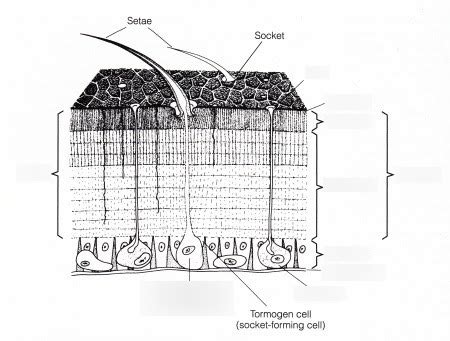 External Anatomy The Insect Cuticle Diagram Quizlet