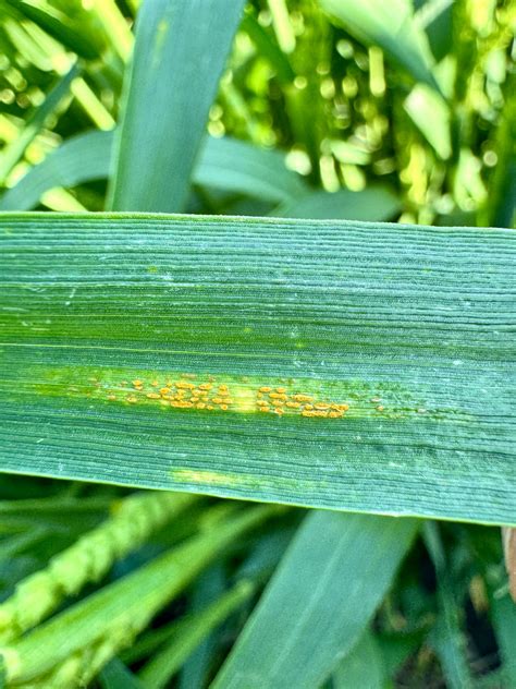 Wisconsin Winter Wheat Disease Update May Badger Crop Doc